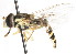  ( - CNC DIPTERA 105991)  @13 [ ] CreativeCommons - Attribution (2011) CNC/CBG Photography Group Centre for Biodiversity Genomics