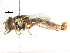  ( - CNC DIPTERA 105996)  @13 [ ] CreativeCommons - Attribution (2011) CNC/CBG Photography Group Centre for Biodiversity Genomics