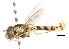  ( - CNC DIPTERA 105998)  @13 [ ] CreativeCommons - Attribution (2011) CNC/CBG Photography Group Centre for Biodiversity Genomics