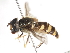  ( - CNC DIPTERA 106006)  @13 [ ] CreativeCommons - Attribution (2011) CNC/CBG Photography Group Centre for Biodiversity Genomics