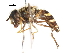  ( - CNC DIPTERA 106007)  @13 [ ] CreativeCommons - Attribution (2011) CNC/CBG Photography Group Centre for Biodiversity Genomics