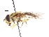  ( - CNC DIPTERA 106020)  @11 [ ] CreativeCommons - Attribution (2011) CNC/CBG Photography Group Centre for Biodiversity Genomics