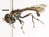  ( - CNC DIPTERA 106034)  @11 [ ] CreativeCommons - Attribution (2011) CNC/CBG Photography Group Centre for Biodiversity Genomics