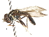  ( - CNC DIPTERA 106036)  @11 [ ] CreativeCommons - Attribution (2011) CNC/CBG Photography Group Centre for Biodiversity Genomics