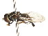  ( - CNC DIPTERA 106037)  @11 [ ] CreativeCommons - Attribution (2011) CNC/CBG Photography Group Centre for Biodiversity Genomics