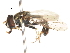 ( - CNC DIPTERA 106038)  @11 [ ] CreativeCommons - Attribution (2011) CNC/CBG Photography Group Centre for Biodiversity Genomics