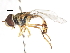  ( - CNC DIPTERA 106039)  @11 [ ] CreativeCommons - Attribution (2011) CNC/CBG Photography Group Centre for Biodiversity Genomics