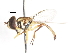  ( - CNC DIPTERA 106040)  @11 [ ] CreativeCommons - Attribution (2011) CNC/CBG Photography Group Centre for Biodiversity Genomics