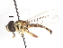  ( - CNC DIPTERA 106041)  @11 [ ] CreativeCommons - Attribution (2011) CNC/CBG Photography Group Centre for Biodiversity Genomics