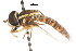  ( - CNC DIPTERA 106043)  @11 [ ] CreativeCommons - Attribution (2011) CNC/CBG Photography Group Centre for Biodiversity Genomics