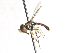  ( - CNC DIPTERA 106044)  @12 [ ] CreativeCommons - Attribution (2011) CNC/CBG Photography Group Centre for Biodiversity Genomics