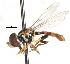  ( - CNC DIPTERA 106045)  @11 [ ] CreativeCommons - Attribution (2011) CNC/CBG Photography Group Centre for Biodiversity Genomics