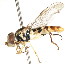  ( - CNC DIPTERA 106046)  @11 [ ] CreativeCommons - Attribution (2011) CNC/CBG Photography Group Centre for Biodiversity Genomics
