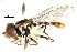  ( - CNC DIPTERA 106047)  @11 [ ] CreativeCommons - Attribution (2011) CNC/CBG Photography Group Centre for Biodiversity Genomics