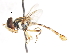 (Toxomerus insignis - CNC DIPTERA 106060)  @11 [ ] CreativeCommons - Attribution (2011) CNC/CBG Photography Group Centre for Biodiversity Genomics