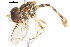  ( - CNC DIPTERA 106064)  @11 [ ] CreativeCommons - Attribution (2011) CNC/CBG Photography Group Centre for Biodiversity Genomics