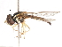  ( - CNC DIPTERA 106065)  @11 [ ] CreativeCommons - Attribution (2011) CNC/CBG Photography Group Centre for Biodiversity Genomics