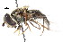  ( - CNC DIPTERA 17956)  @11 [ ] CreativeCommons - Attribution (2011) CNC/CBG Photography Group Centre for Biodiversity Genomics