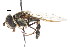  ( - CNC DIPTERA 17957)  @14 [ ] CreativeCommons - Attribution (2011) CNC/CBG Photography Group Centre for Biodiversity Genomics