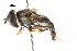  ( - CNC DIPTERA 17958)  @11 [ ] CreativeCommons - Attribution (2011) CNC/CBG Photography Group Centre for Biodiversity Genomics