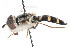  ( - CNC DIPTERA 17963)  @11 [ ] CreativeCommons - Attribution (2011) CNC/CBG Photography Group Centre for Biodiversity Genomics