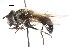  ( - CNC DIPTERA 18128)  @13 [ ] CreativeCommons - Attribution (2011) CNC/CBG Photography Group Centre for Biodiversity Genomics