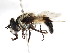  ( - CNC DIPTERA 239)  @13 [ ] CreativeCommons - Attribution (2011) CNC/CBG Photography Group Centre for Biodiversity Genomics