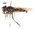  ( - CNC DIPTERA 25986)  @13 [ ] CreativeCommons - Attribution (2011) CNC/CBG Photography Group Centre for Biodiversity Genomics