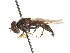  ( - CNC DIPTERA 26022)  @14 [ ] CreativeCommons - Attribution (2011) CNC/CBG Photography Group Centre for Biodiversity Genomics