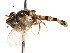  ( - CNC DIPTERA 27310)  @13 [ ] CreativeCommons - Attribution (2011) CNC/CBG Photography Group Centre for Biodiversity Genomics