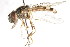 ( - CNC DIPTERA 27328)  @13 [ ] CreativeCommons - Attribution (2011) CNC/CBG Photography Group Centre for Biodiversity Genomics