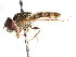  ( - CNC DIPTERA 27332)  @13 [ ] CreativeCommons - Attribution (2011) CNC/CBG Photography Group Centre for Biodiversity Genomics