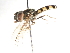  ( - CNC DIPTERA 27337)  @13 [ ] CreativeCommons - Attribution (2011) CNC/CBG Photography Group Centre for Biodiversity Genomics