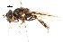  ( - CNC DIPTERA 27341)  @13 [ ] CreativeCommons - Attribution (2011) CNC/CBG Photography Group Centre for Biodiversity Genomics