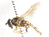  ( - CNC DIPTERA 27985)  @13 [ ] CreativeCommons - Attribution (2011) CNC/CBG Photography Group Centre for Biodiversity Genomics