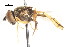  ( - CNC DIPTERA 27986)  @11 [ ] CreativeCommons - Attribution (2011) CNC/CBG Photography Group Centre for Biodiversity Genomics
