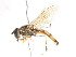  ( - CNC DIPTERA 28131)  @13 [ ] CreativeCommons - Attribution (2011) CNC/CBG Photography Group Centre for Biodiversity Genomics