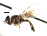  ( - CNC DIPTERA 320)  @13 [ ] CreativeCommons - Attribution (2011) CNC/CBG Photography Group Centre for Biodiversity Genomics