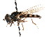  ( - CNC DIPTERA 73708)  @13 [ ] CreativeCommons - Attribution (2011) CNC/CBG Photography Group Centre for Biodiversity Genomics