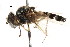  ( - CNC DIPTERA 73709)  @12 [ ] CreativeCommons - Attribution (2011) CNC/CBG Photography Group Centre for Biodiversity Genomics