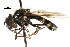  ( - CNC DIPTERA 73712)  @13 [ ] CreativeCommons - Attribution (2011) CNC/CBG Photography Group Centre for Biodiversity Genomics