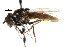  ( - CNC DIPTERA 73724)  @13 [ ] CreativeCommons - Attribution (2011) CNC/CBG Photography Group Centre for Biodiversity Genomics