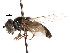  ( - CNC DIPTERA 73729)  @13 [ ] CreativeCommons - Attribution (2011) CNC/CBG Photography Group Centre for Biodiversity Genomics