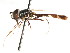  ( - CNC DIPTERA 73817)  @13 [ ] CreativeCommons - Attribution (2011) CNC/CBG Photography Group Centre for Biodiversity Genomics