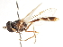  ( - CNC DIPTERA 73822)  @13 [ ] CreativeCommons - Attribution (2011) CNC/CBG Photography Group Centre for Biodiversity Genomics