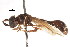  ( - CNC DIPTERA 74090)  @11 [ ] CreativeCommons - Attribution (2011) CNC/CBG Photography Group Centre for Biodiversity Genomics
