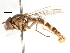  ( - CNC DIPTERA 75400)  @11 [ ] CreativeCommons - Attribution (2011) CNC/CBG Photography Group Centre for Biodiversity Genomics