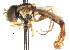  ( - CNC DIPTERA 75428)  @13 [ ] CreativeCommons - Attribution (2011) CNC/CBG Photography Group Centre for Biodiversity Genomics