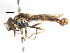  ( - CNC DIPTERA 75430)  @13 [ ] CreativeCommons - Attribution (2011) CNC/CBG Photography Group Centre for Biodiversity Genomics