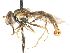  ( - CNC DIPTERA 75573)  @13 [ ] CreativeCommons - Attribution (2011) CNC/CBG Photography Group Centre for Biodiversity Genomics